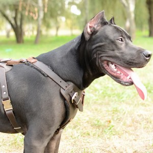 Шлейка из коричневой кожи для американского питбультерьера «Working Dog»